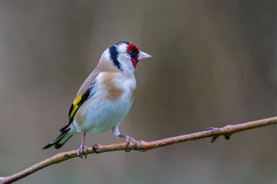 Walter Nork - Stieglitz
