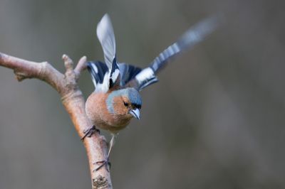 Walter Nork - Buchfink
