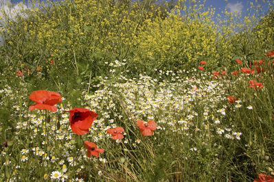 Walter Nork - Sommerliche Wildwiese
