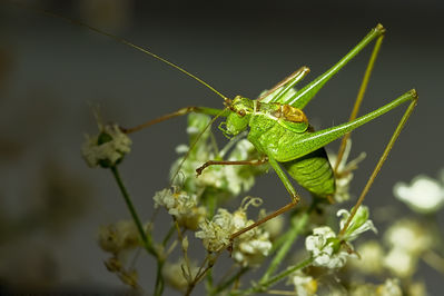 Kleine Heuschrecke

