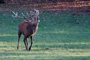 268 roehrender hirsch 900pix
