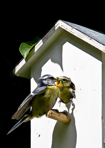 Letzte FÃ¼tterung im Geburtshaus

