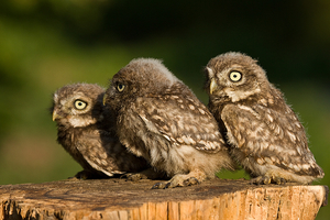 272 3xSteinkautz jung
