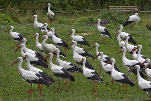 Auf zur FÃ¼tterung/ Naturzoo Rheine
