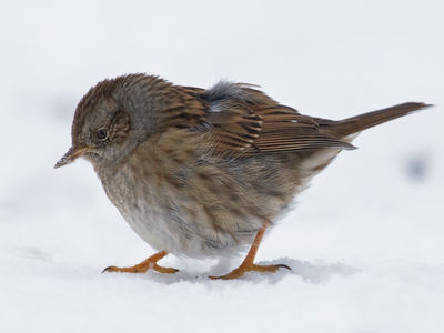 Heckenbraunelle im Winter
am Krickenbecker See
