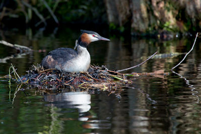 Haubentaucher auf dem Nest

