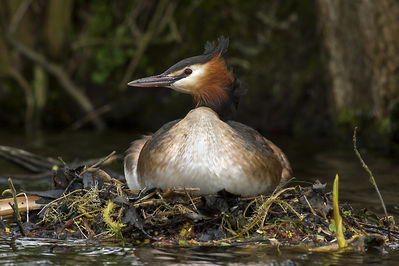 Haubentaucher bei der Brut
