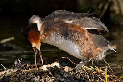 Haubentaucher bei der Nest-/Brutpflege
