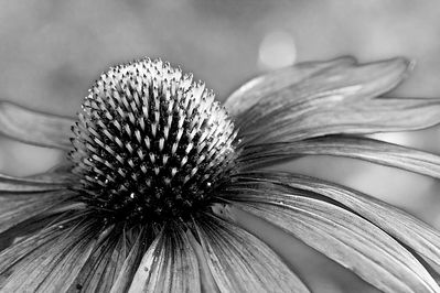 Echinacea
