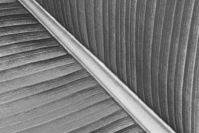 Bananenblatt
Insel Mainau/ Bodensee

