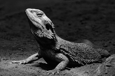 Bartagame/ Terrazoo Rheinberg
