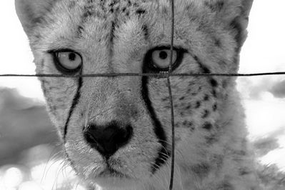 Gepard "hinter Gittern"/ Zoo Krefeld
