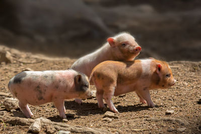 Junge HÃ¤ngebauchschweine
Freigehege Hellenthal
