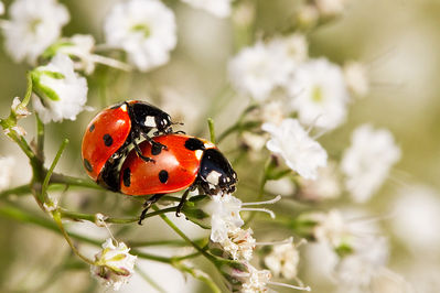 Liebe ist...wenn MarienkÃ¤fer
