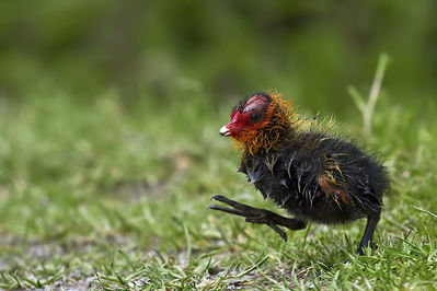 Junges BlÃ¤sshuhn
Nette, Leuther MÃ¼hle
