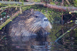 Walter Nork - Nutria/ Nette
