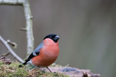 Walter Nork - Gimpel
