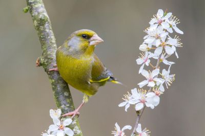 Walter Nork - Gruenfink
