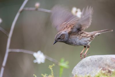 Walter Nork - Heckenbraunelle
