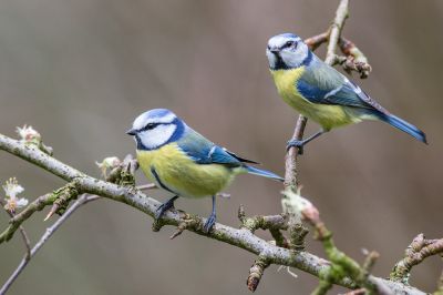 Walter Nork - Meisen im Doppelpack
