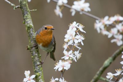 Walter Nork - Rotkelchen
