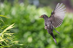 Walter Nork - Amsel im Anflug aufs Nest/ Vorst
