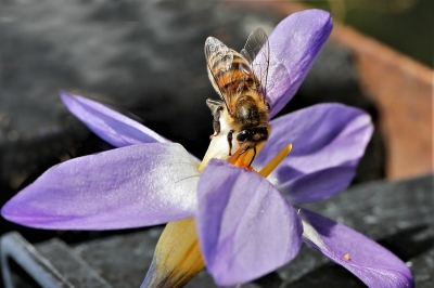 Rainer Deling "Biene"
