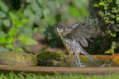 Walter Nork "Badetag"
