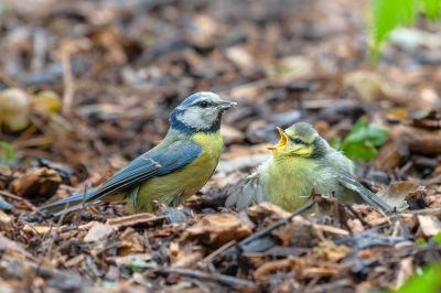 Walter Nork "Kleiner Nimmersatt"
