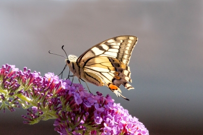Rainer Deling "Der Schwalbenschwanz"
