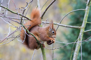 Walter Nork - EichhÃ¶rnchen/ Vorst

