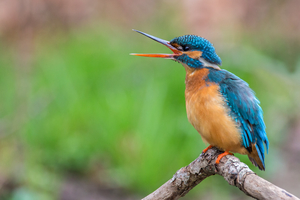 Walter Nork - Weibl. Eisvogel/ SH
