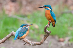 Walter Nork - Eisvogelpaar/ SH
