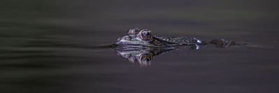 Walter Nork - Wasserfrosch auf AugenhÃ¶he
