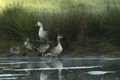 Walter Nork - Patchwork Gaensefamilie/ Cloerather Muehle
