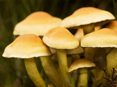 Walter Nork - Herbstzeit - Pilzzeit 2
