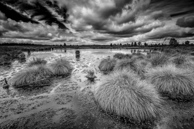 "Malerisches Hochmoor" Brackvenn
