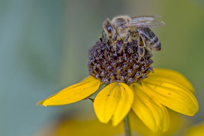"Fleißiges Bienchen"
