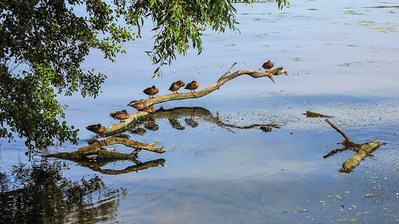 Ingrid Dierdorf - Sonnenbad
