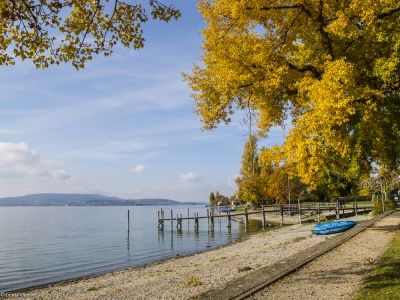 Ingrid Dierdorf - Goldener Herbst auf der Reichenau

