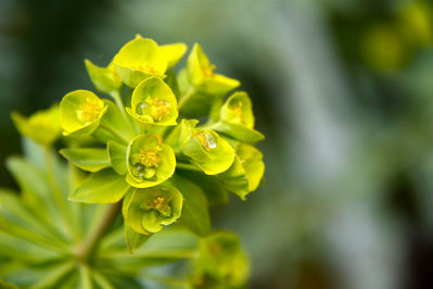 Ingrid Dierdorf - Mallorquinische Bluete
