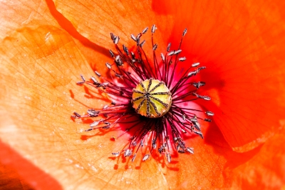 Rainer Deling "Mohn"
