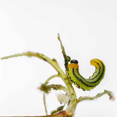 Ingrid Dierdorf - Raupe Nimmersatt
