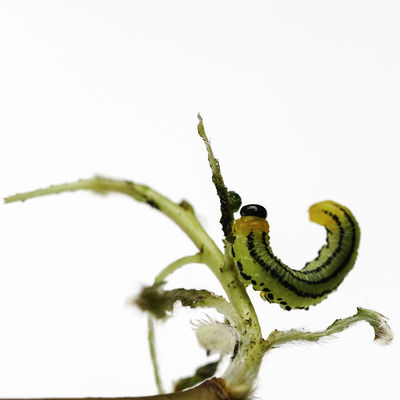 Ingrid Dierdorf - Raupe
