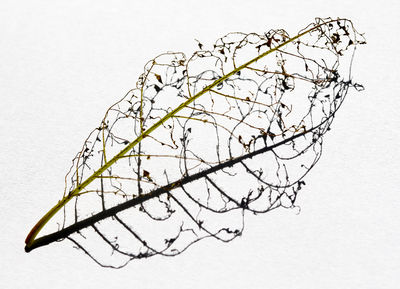 Ingrid Dierdorf - Blattgerippe mit Schattenwurf
