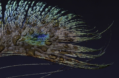 Ingrid Dierdorf "Pfauenfeder mit Wassertropfen"
