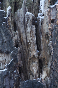 Ingrid Dierdorf - Baumstumpf
