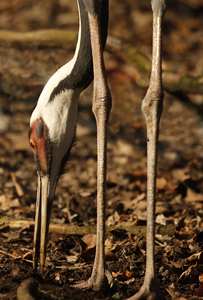 Ingrid Dierdorf - Kranichbeine
