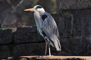 Ingrid Dierdorf - Graureiher
