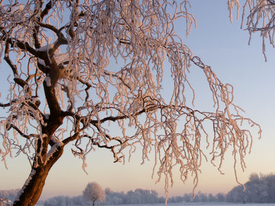 Ingrid Dierdorf - Frost
